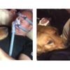 Köpeğin hasta sahibine olan vefası duygulandırdı