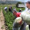 Fasulye fiyatlarında büyük zam kapıda