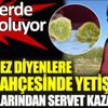 ﻿Yetişmez diyenlere inat bahçesinde yetiştirdi