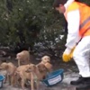 Sokak hayvanları unutulmadı Sokak hayvanları unutulmadı