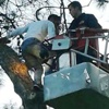 Futbolcu ağaçta mahsur kaldı! Futbolcu ağaçta mahsur kaldı!