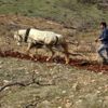 Engebeli tarlalar, binlerce yıllık gelenekle sürülüyor Engebeli tarlalar, binlerce yıllık gelenekle sürülüyor
