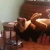 Bu Köpeğin Yaptıklarına Şaşıracaksınız! Bu Köpeğin Yaptıklarına Şaşıracaksınız!