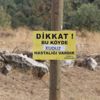 Çorum'da kuduz paniği Çorum'da kuduz paniği
