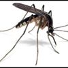 Roma'da 'chikungunya virüsü' alarmı