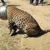 Leopar su ararken bu hale geldi Leopar su ararken bu hale geldi