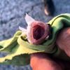 Trakonya balığı bir kişiyi çarptı