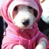 Bu nasıl ruh yapısıdır. Havlayan köpeklerin ses tellerini kesti 127 bin lira para cezası kesildi Bu nasıl ruh yapısıdır. Havlayan köpeklerin ses tellerini kesti 127 bin lira para cezası kesildi