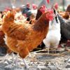 Genetiği değiştirilmiş tavuklar kanser ilacı yumurtluyor Genetiği değiştirilmiş tavuklar kanser ilacı yumurtluyor
