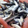 Karadeniz hamsisinin fiyatı 20 lirayı gördü