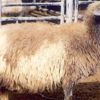 Van kedisinden sonra Norduz koyunu Van kedisinden sonra Norduz koyunu