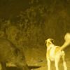 Domuz ve köpeklerin kan donduran kapışması Domuz ve köpeklerin kan donduran kapışması