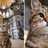 Ayasofya'nın sembolü kedi Gli'den üzücü haber Ayasofya'nın sembolü kedi Gli'den üzücü haber