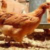 Bilim insanları 'kanser ilacı' yumurtlayan, genetiğiyle oynanmış tavuk yetiştirdi