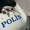 Asayiş berkemal! Asayiş berkemal!