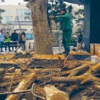Gezi zekalılar nerede? Gezi zekalılar nerede?