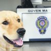 Kaybolan köpek karakola sığındı Kaybolan köpek karakola sığındı