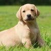 Araştırma: Köpeklerdeki insan yılı yaş hesaplaması değişti Araştırma: Köpeklerdeki insan yılı yaş hesaplaması değişti