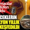 ﻿Örümceklerin 99 milyon yıllık sırrı keşfedildi