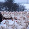60 santim karda kazlarla birlikte yaşıyor 60 santim karda kazlarla birlikte yaşıyor