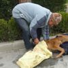 Komşusunun zehirlediğini öne sürdüğü buzağısına otopsi yapılmasını istedi Komşusunun zehirlediğini öne sürdüğü buzağısına otopsi yapılmasını istedi