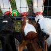 Doğuma koşan veterinere üçüz buzağı sürprizi Doğuma koşan veterinere üçüz buzağı sürprizi