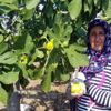 Buharkent te sezonun ilk taze İnciri hasat edildi Buharkent te sezonun ilk taze İnciri hasat edildi