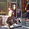 Boğa ortalığı birbirine kattı Boğa ortalığı birbirine kattı