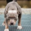 Çocukları en çok ısıran köpek pitbull Çocukları en çok ısıran köpek pitbull