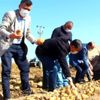 Yeşilhisar da patates hasadı devam ediyor Yeşilhisar da patates hasadı devam ediyor