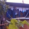 Brezilya'da kediye kötü şaka Brezilya'da kediye kötü şaka