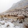 Erzincan'da çobanlar yaylada mahsur kaldı Erzincan'da çobanlar yaylada mahsur kaldı