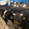 O Bakan kurbanını kendisi kesiyor O Bakan kurbanını kendisi kesiyor