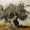 Zeytin zamanı