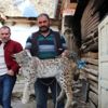 Tavukları öldüren vaşak, uyuşturucu iğneyle yakalandı Tavukları öldüren vaşak, uyuşturucu iğneyle yakalandı