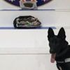 Uyuşturucuyu Narkotik köpeği Alfi buldu Uyuşturucuyu Narkotik köpeği Alfi buldu
