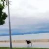 Dragos sahilde başıboş köpek dehşeti! Dragos sahilde başıboş köpek dehşeti!
