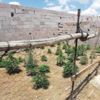 Jandarma, bağ evinde 300 kök Hint keneviri ele geçirdi Jandarma, bağ evinde 300 kök Hint keneviri ele geçirdi