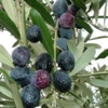 Zeytin ağaçlarının DNA şifresi çözüldü Zeytin ağaçlarının DNA şifresi çözüldü