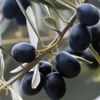 Zeytin yaprağının koronavirüsü parçaladığı bilimsel olarak ortaya kondu Zeytin yaprağının koronavirüsü parçaladığı bilimsel olarak ortaya kondu