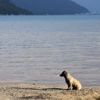 Marmaris'te denizin rengi değişti Marmaris'te denizin rengi değişti