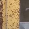 Sardinya Adası'nda çekirge istilası Sardinya Adası'nda çekirge istilası
