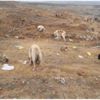 Sokak köpeklerini eski çöplük alanında ölüme terk ettiler Sokak köpeklerini eski çöplük alanında ölüme terk ettiler
