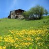 Rize'nin Petran Yaylası, doğasıyla cezbediyor Rize'nin Petran Yaylası, doğasıyla cezbediyor
