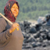 Zeytinleri kesildi artık kömürle besleniyorlar Zeytinleri kesildi artık kömürle besleniyorlar