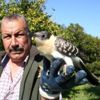 Erdemli de yaralı guguk kuşu koruma altına alındı Erdemli de yaralı guguk kuşu koruma altına alındı