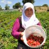 Dağ çileğine yoğun ilgi