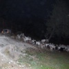 Keçiler Yanmaktan Kurtarıldı Keçiler Yanmaktan Kurtarıldı
