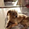 Çin de kaybolan köpek, sahiplerine dönmek için 60 ...