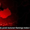 Aksaray da yaralı bulunan flamingo tedavi altına alındı Aksaray da yaralı bulunan flamingo tedavi altına alındı